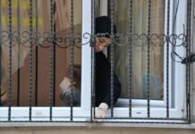 Palaeologus’ untiring industry